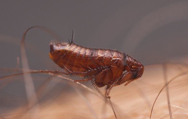 close up of a flea on a human