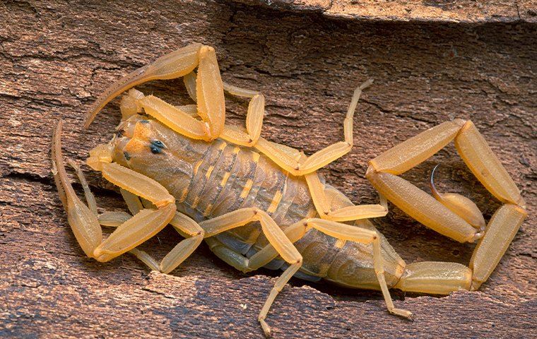 scorpion in a tree log