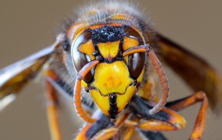 close up of a wasp's face