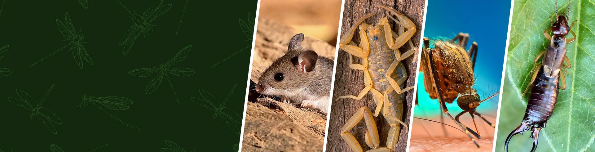 Rodent Control In Austin & San Antonio, TX | EnviroGuard Pest Control