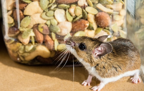 Say Goodbye To Rodents: Tips For Effective Rodent Prevention And