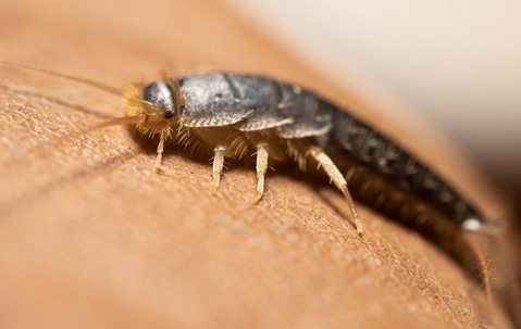 Are Silverfish In Corpus Christi Something To Worry About