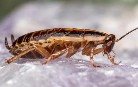 Everything You Need To Know About German Cockroaches In San Antonio