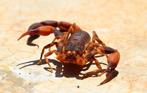 Mastering Scorpion Control: Essential Steps For A Scorpion-Free