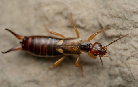 Brown earwig hotsell