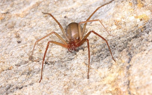 Brown Recluse Spiders In San Antonio Could Be A Big Problem