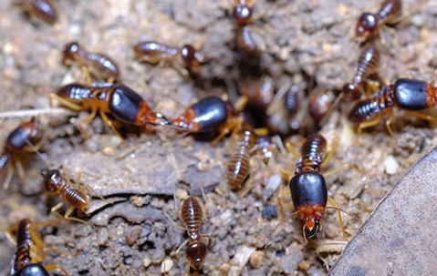 What You Need To Know About Formosan Termites In San Antonio