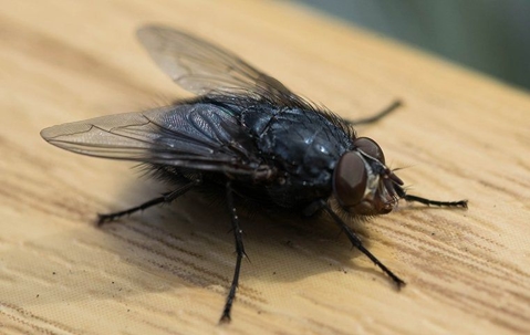 How To Effectively Get Rid Of Flies In Bryan | EnviroGuard Pest Control