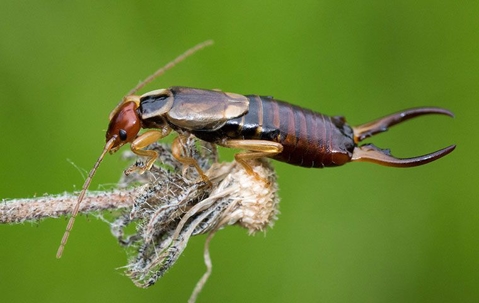 Don't Let Earwigs Invade: A Complete Guide For Prevention And Control