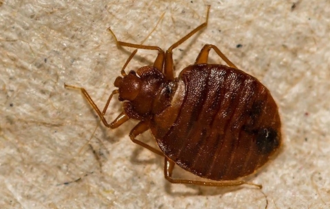 A Helpful Guide To Bed Bug Prevention For Corpus Christi Homes