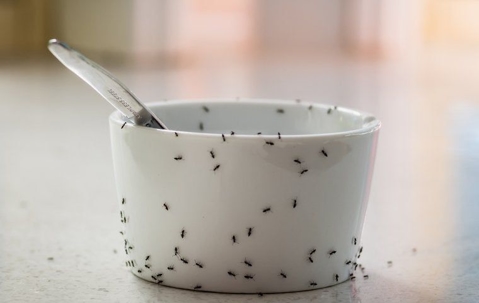 How To Get Rid Of An Ant Infestation In Your Corpus Christi Home