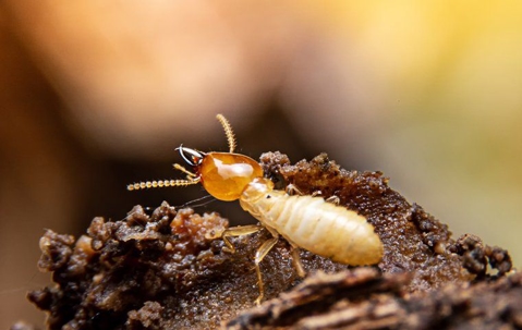 Termite Troubles In San Antonio? | EnviroGuard Pest Control