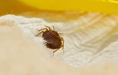 Are The Bed Bugs In San Antonio Giving You A Headache? | EnviroGuard