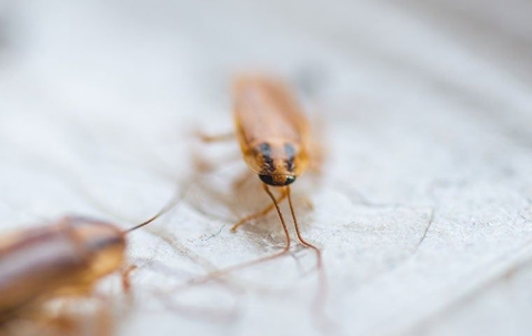 How To Get Rid Of Roaches: A Comprehensive Guide For Bryan Homeowners ...