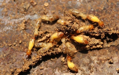 The Trick To Dealing With Formosan Termites In San Antonio