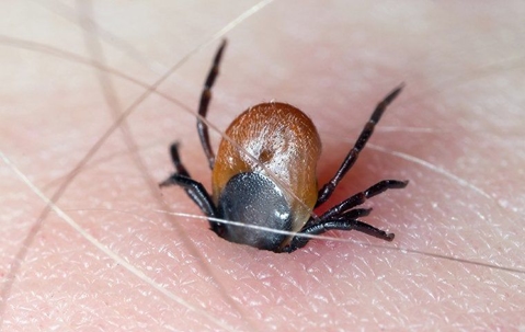 Ticks & Dangerous Disease; What Corpus Christi Residents Ought To Know