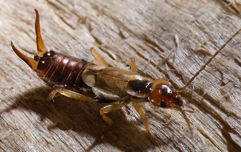 Pest Spotlight: What You Need To Know About Earwig Control In Corpus