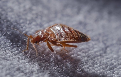 Stay Ahead Of A Potential Bed Bug Infestation In Lubbock | EnviroGuard