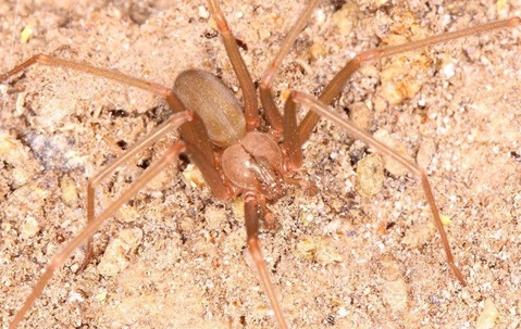 Are Texas Recluse Spiders In Lubbock Dangerous? | EnviroGuard Pest Control