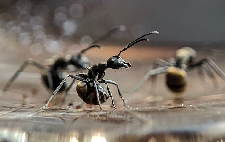 Chilling Intruders: Understanding Ant Activity In The Colder Months In