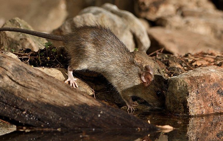 Rodent Rundown: Keeping These Dangerous Pests Away From Your Corpus