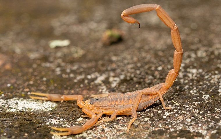 Why Scorpions In Waco Can Be A Huge Problem EnviroGuard Pest Control