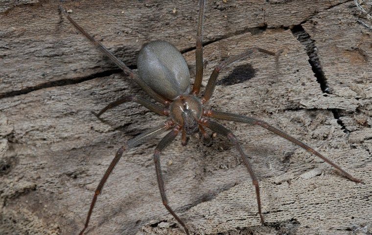 What You Should Know About House Spiders In Lubbock | EnviroGuard Pest