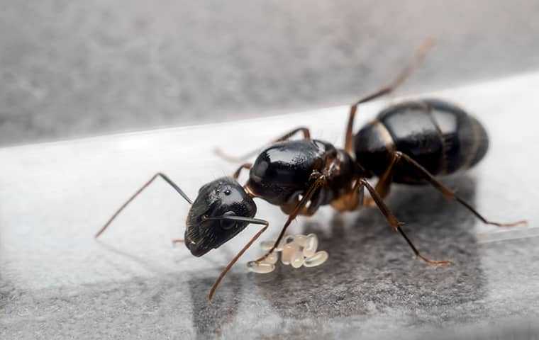 a black ant standing over ant eggs