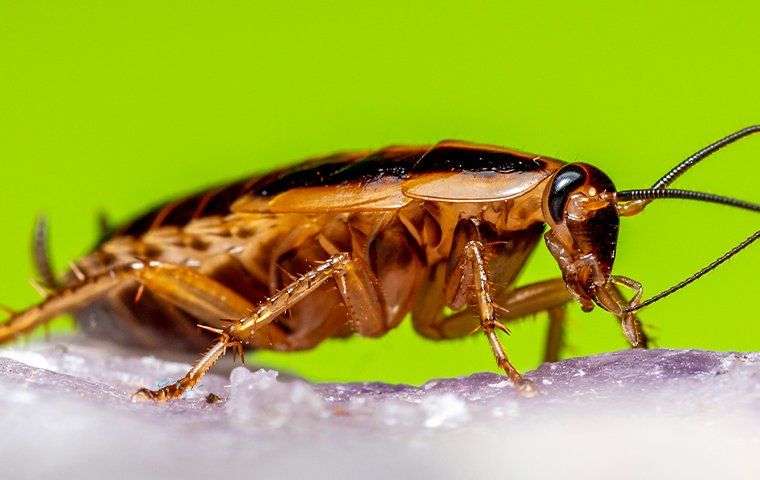 Keeping Your Home Roach-Free: Effective German Cockroach Control In