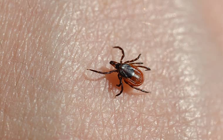 How To Tell If You Have Been Bitten By A Tick In Lubbock | EnviroGuard