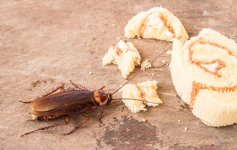 Don't Let American Cockroaches In Bryan, TX Take Over Your Home