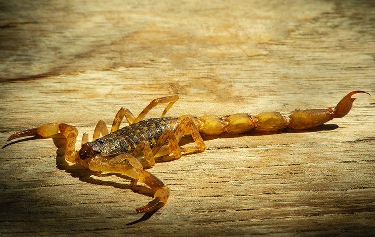 How Can I Get Rid of The Scorpions In Lubbock? | EnviroGuard Pest Control