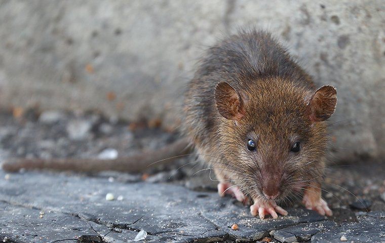 Ultimate Guide To Rodent Prevention And Control: Keeping Your Laredo ...