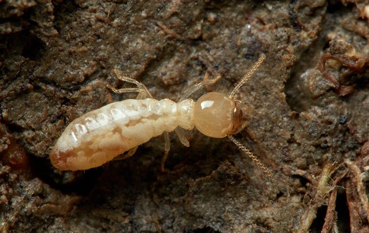 Termite Control 101: A Comprehensive Guide For Austin Homeowners ...