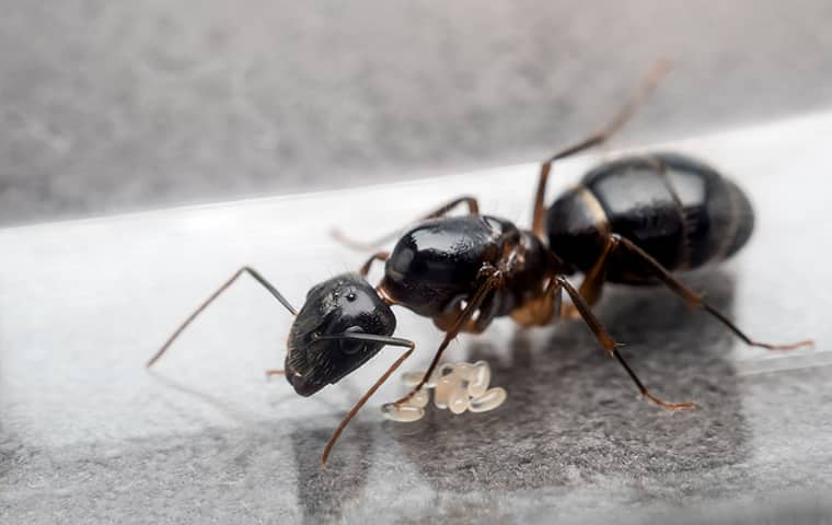 How To Keep Ants Away From Your San Antonio Property | EnviroGuard Pest