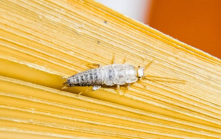 Corpus Christi’s Silverfish Problem | EnviroGuard Pest Control