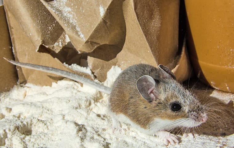 A Guide To Eliminating House Mice In Lubbock | EnviroGuard Pest Control