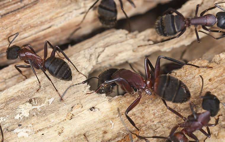 Why You Should Call The Pros About Ants In Your Bryan, TX Home