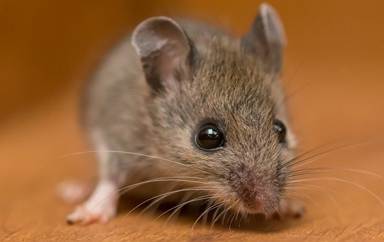 Mouse Control 101: A Helpful Guide For Corpus Christi Homeowners