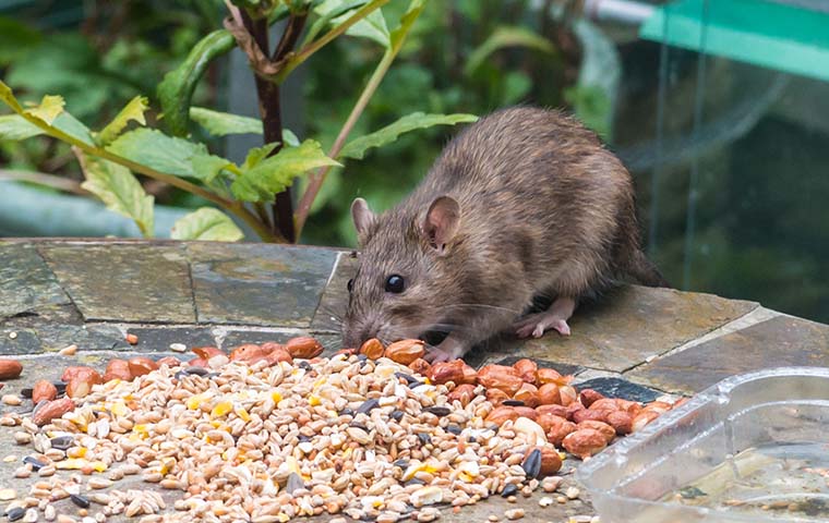 Rat Control 101: How To Get Rid Of Rats In Corpus Christi | EnviroGuard