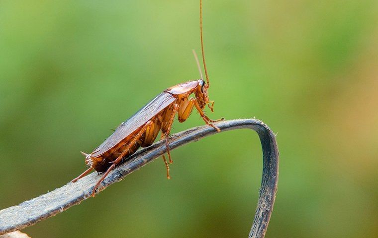 Roach Infestations In San Antonio Are No Joke | EnviroGuard Pest Control