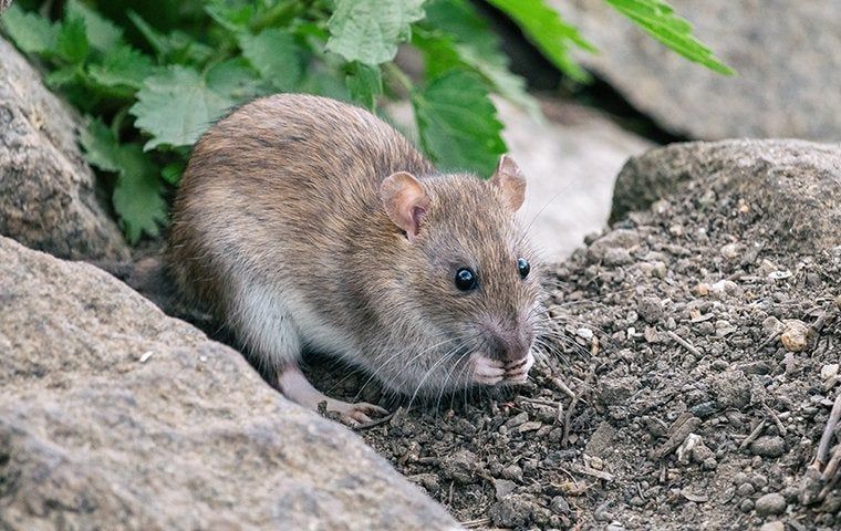 The Ultimate Guide To Rat Removal: Keeping Your Huntsville Home Safe 