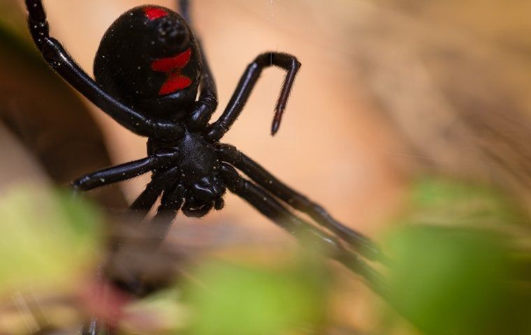 Black Widow Spiders In Lubbock: Staying Safe | EnviroGuard Pest Control