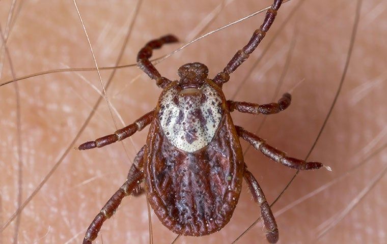 Help! I Am Struggling With Ticks In Corpus Christi | EnviroGuard Pest