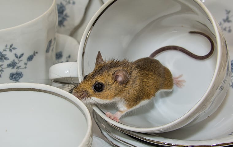 Is Professional Rodent Control Necessary For Lubbock Residents