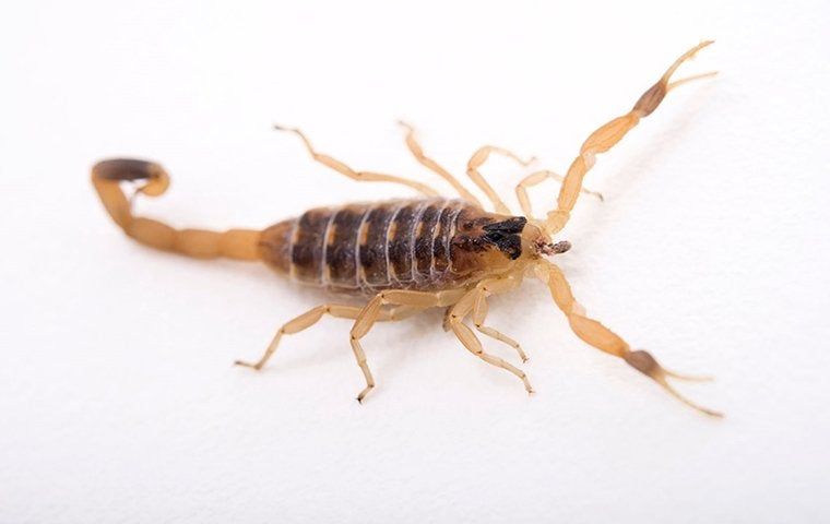 How To Prevent Scorpions From Living In Your Lubbock Property