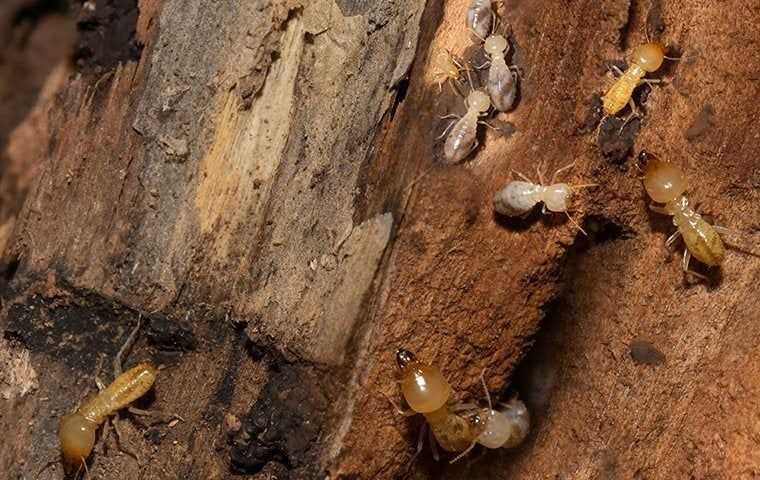 subterranean termites on a piece of wood 