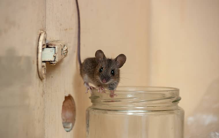 The Best Way To Keep Mice Away From Your Bryan, TX Home | EnviroGuard