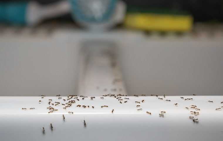 ants crawling on kitchen counter