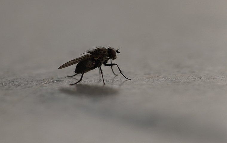 Help! There Are So Many Flies In My Corpus Christi Kitchen